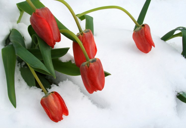 Red tulips in snow Dreamstimefree
