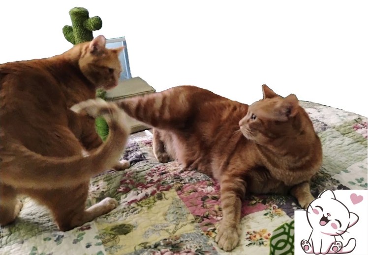 Velma Daphne-leg up kung fu