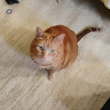 Downward view Daphne cat