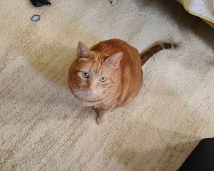 Downward view Daphne cat