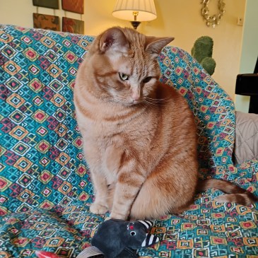 2026-01-05 Daphne sitting up on sofa