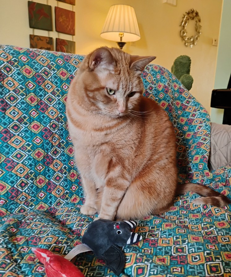2026-01-05 Daphne sitting up on sofa