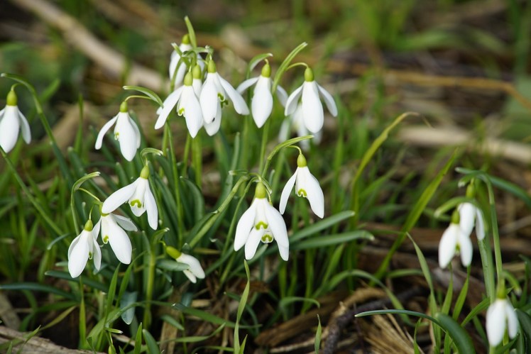 snowdrops Pixabay