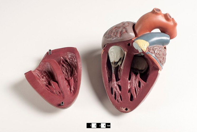 Didactic_model_of_a_mammal_heart
