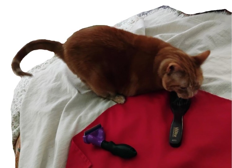 2026-02-04 Daphne brushes