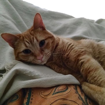 2026-02-04 Velma snuggling