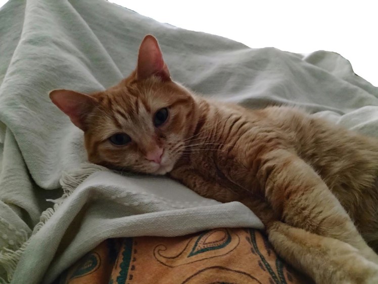 2026-02-04 Velma snuggling