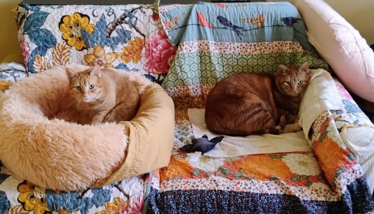 Velma Daphne interrupted nap on sofa