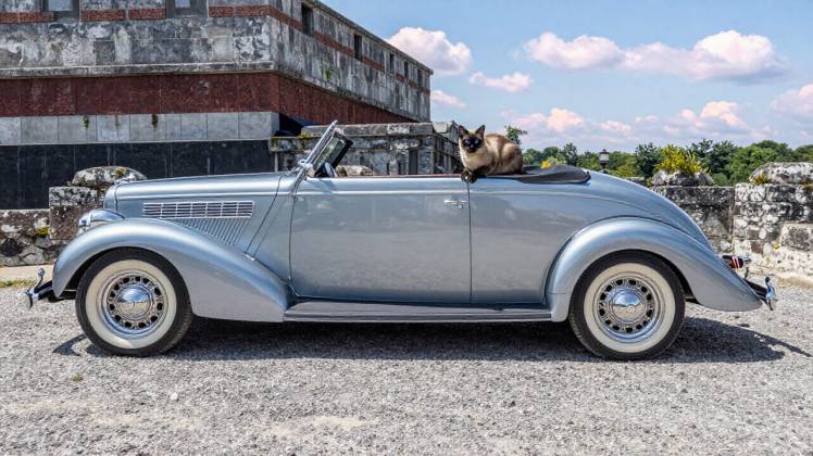 Siamese cat on a 1937 Ford Model 78 Deluxe Roadster by Teagan via night cafe