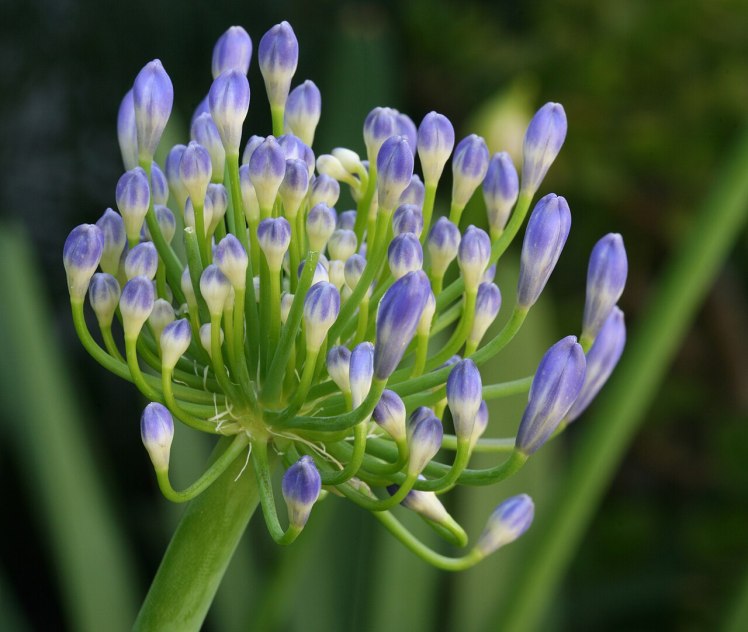 A budding Agapanthus_Prebloom Wikimedia Commons