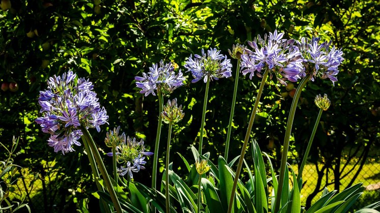 A row of Agapanthus flowers Wikimedia