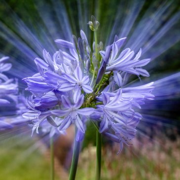 Agapanthus ray effect Wikimedia