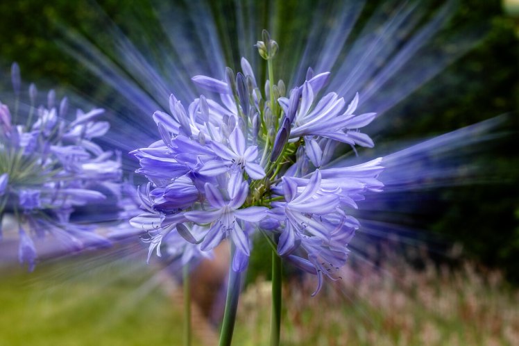 Agapanthus ray effect Wikimedia