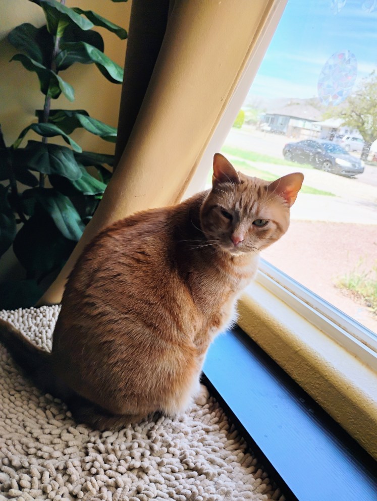 Daaphne sits in window 2026-03-24