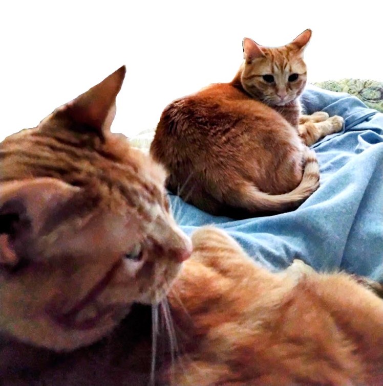 2026-05-22 Daphne y Velma on bed