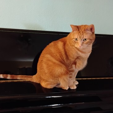 cat Daphne Sitting Piano
