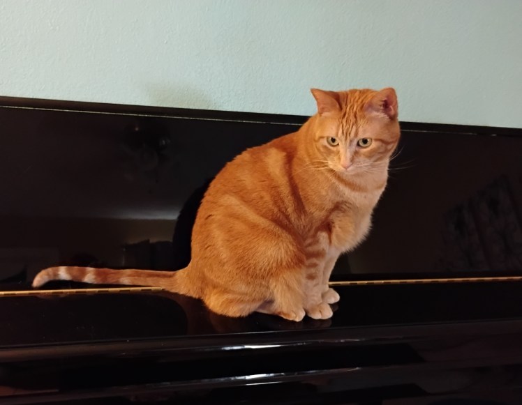 cat Daphne Sitting Piano
