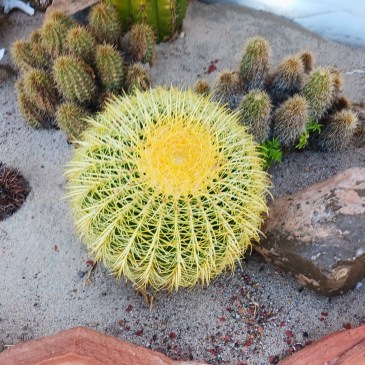 2026-06-09 my Golden Barrel cactus
