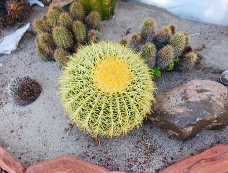 2026-06-09 my Golden Barrel cactus