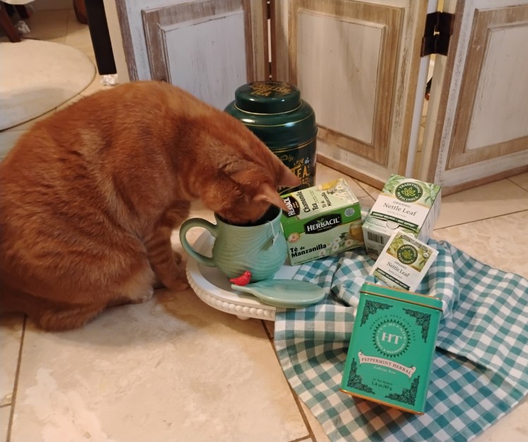 cat 2026-06-12 Daphne head in cup y green boxes of teas