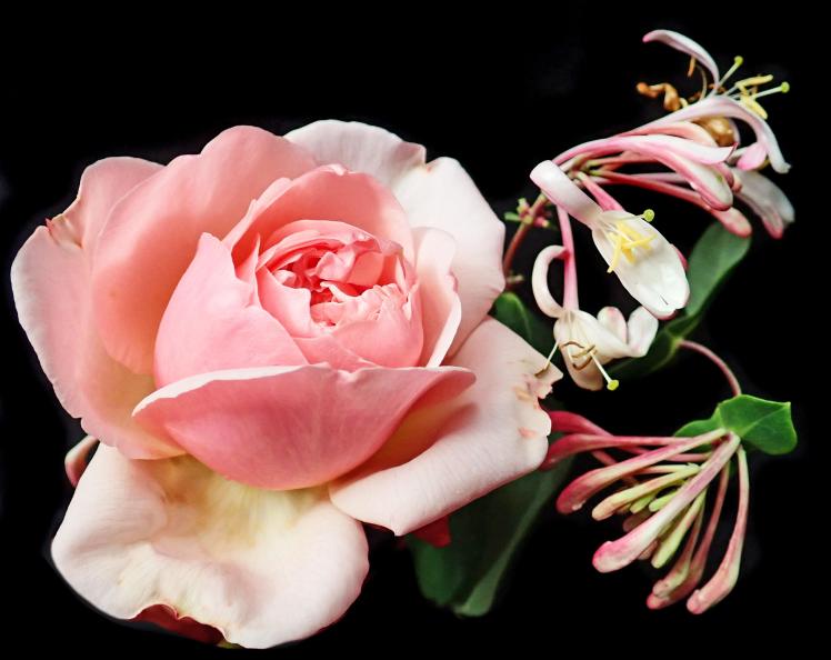 Pink Rose y Honeysuckle flower Beverly Buckley Pixabay