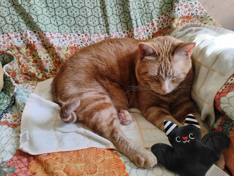 Daphne snoozing with bat toy