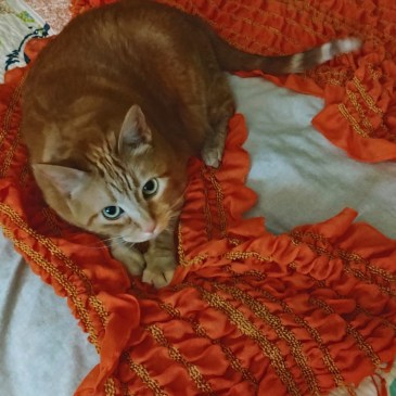 Daphne loving orange scarf
