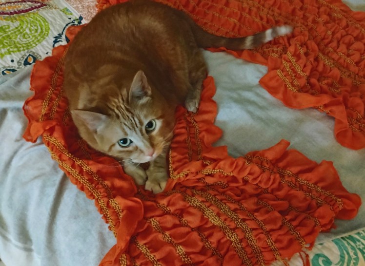 Daphne loving orange scarf
