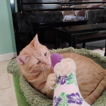 Velma grab my purple sock