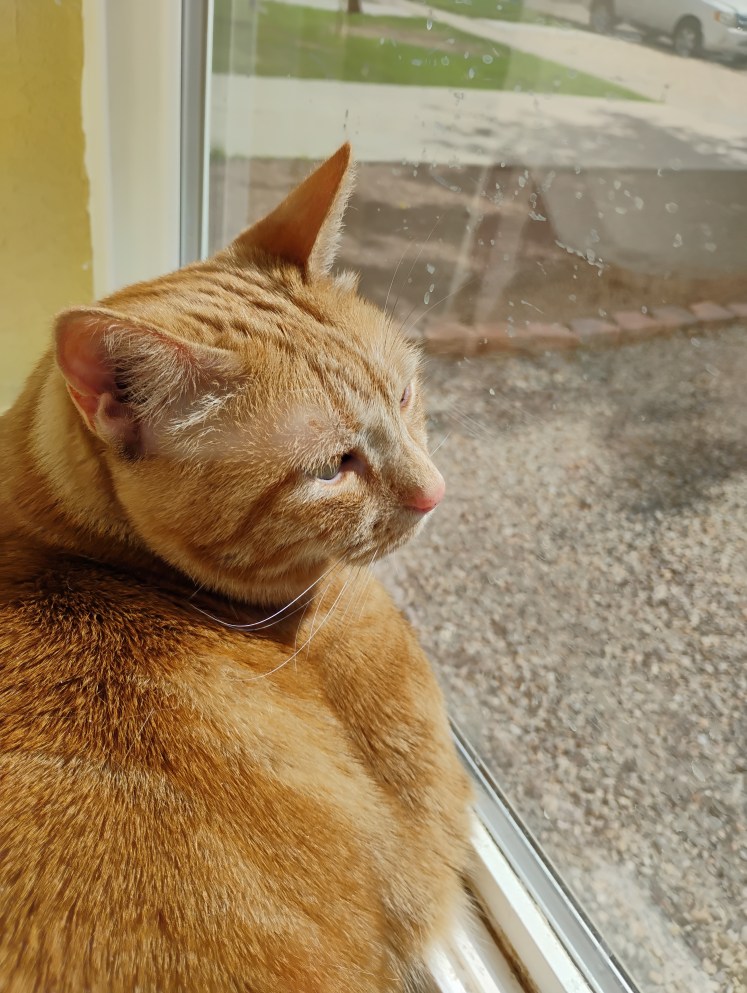 Daphne ginger cat lounges in window