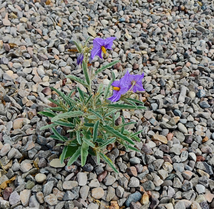 Purple weed desert sage