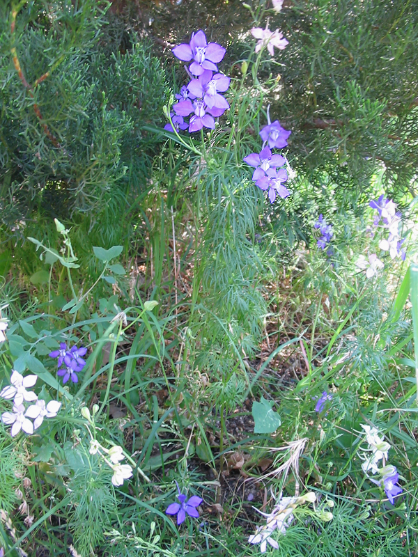Larkspur annual Consolida_ajacis_habito Wikipedia