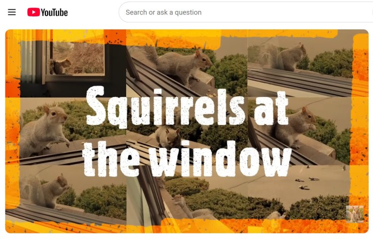 Squirrels at the Window opening banner screen