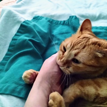 cat Velma CHOMP