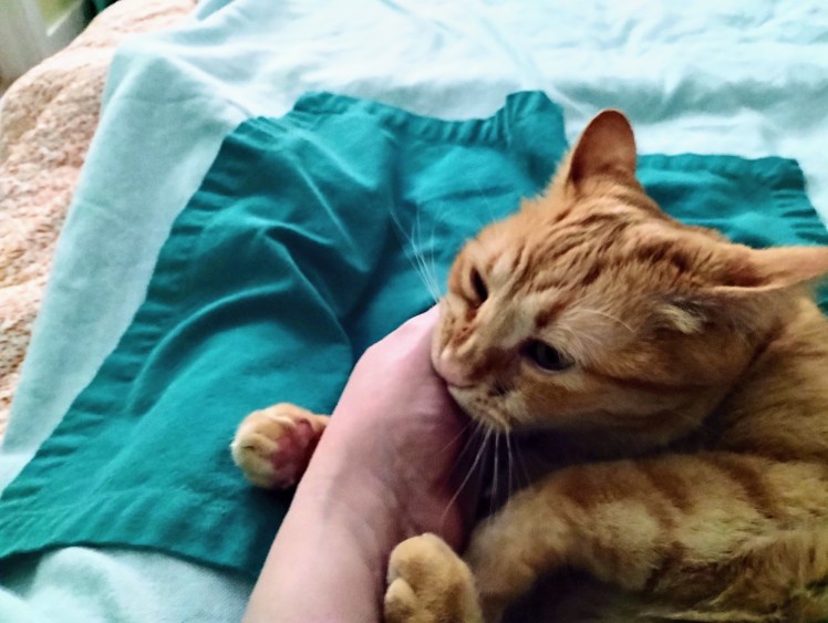 cat Velma CHOMP