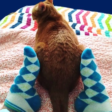 Velma y 2 blue-white socked feet