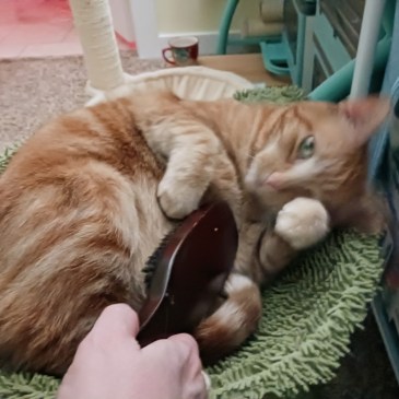 Daphne cat getting brushed