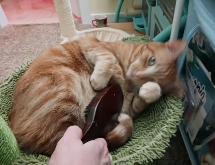 Daphne cat getting brushed