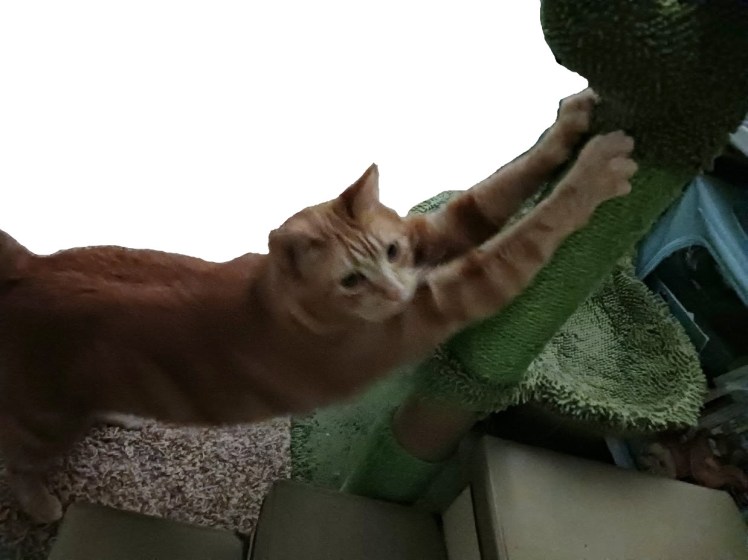 Daphne Stretching at post